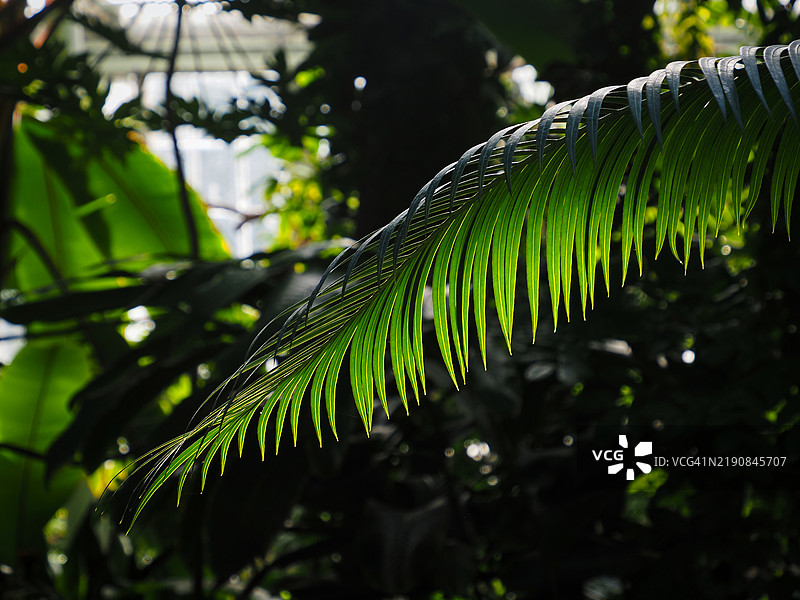 蕨类植物叶子的特写图片素材