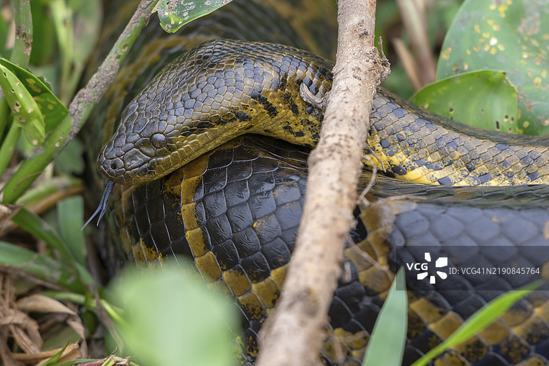 黄蟒（Eunectes notaeus），也称为巴拉圭蟒或南方蟒，属于蟒科（Boidae），是一种缠绕蛇，利用舌头嗅觉，小雄性与体型更大的雌，潘塔纳尔，内陆，湿地，联合国教科文组织生物圈保护区。图片素材