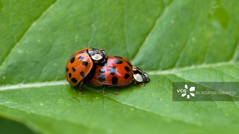 叶子上的瓢虫特写图片素材