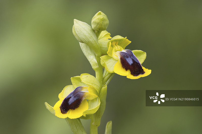 黄唇兰，Ophrys lutea，稀有，葡萄牙，欧洲图片素材