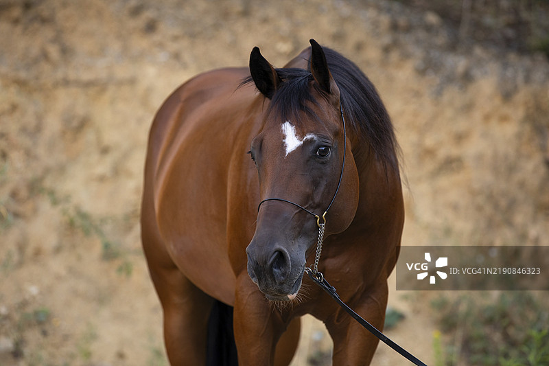 奥地利欧洲的马术肖像，佩戴缰绳的阉马四分之一马图片素材