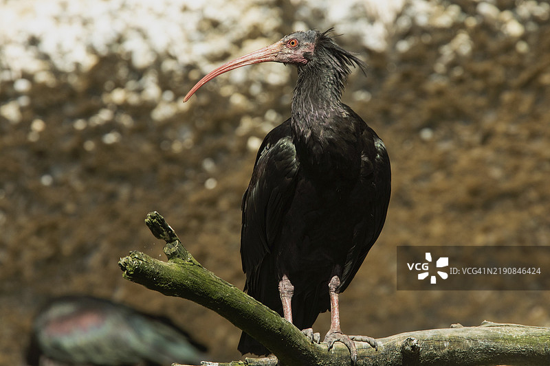 北秃鹮站在树枝上，从左前方望去图片素材