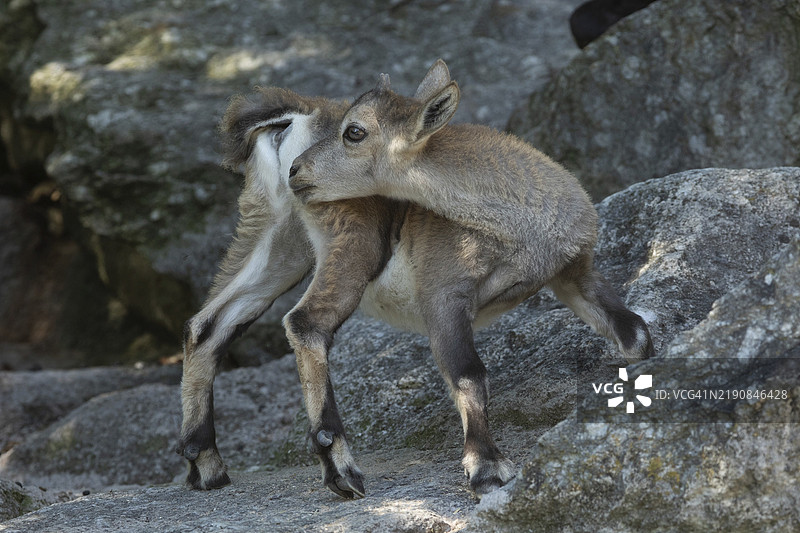 年轻的山羊站在岩石上，向左回头。图片素材