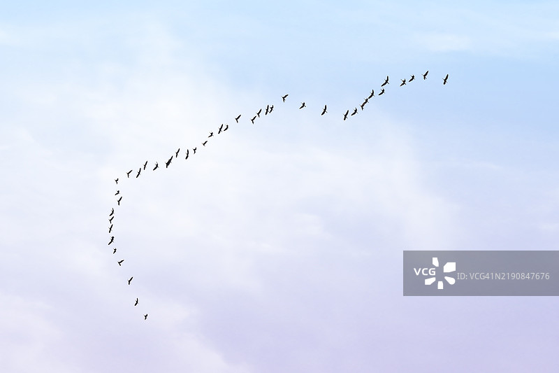 低角度视图的鸟儿在天空中飞翔图片素材
