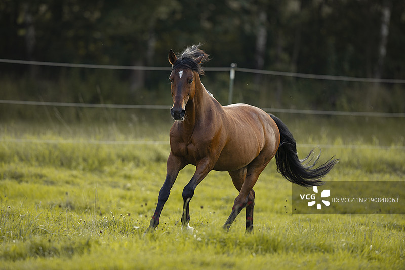 棕色安达卢西亚阉马在草地上奔跑，德国，欧洲图片素材