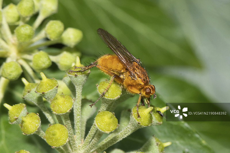 坐在常春藤花上的粪蝇Scathophaga suilla朝右看图片素材