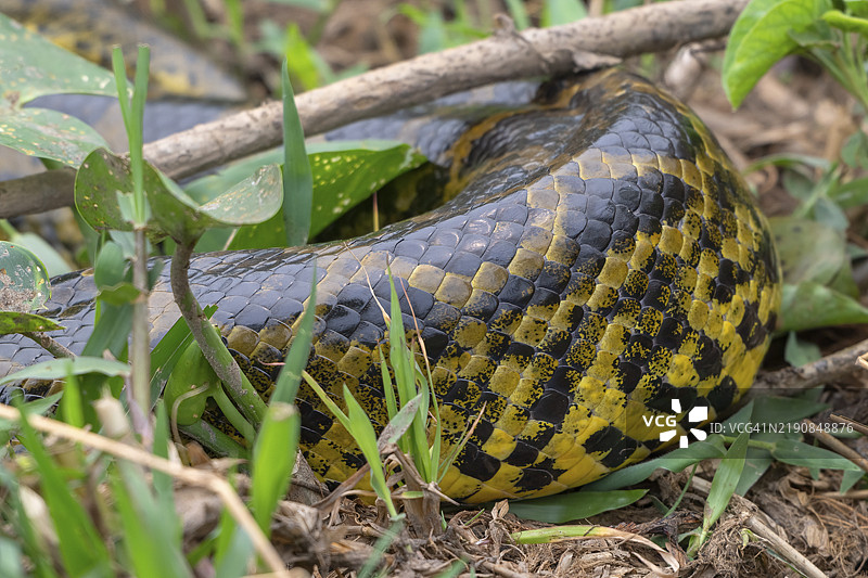 黄蟒（Eunectes notaeus），也称为巴拉圭蟒或南方蟒，蟒科（Boidae），缠绕蛇，鳞状身体蛇，潘塔纳尔，内陆，湿地，联合国教科文组织生物圈保护区，世界遗产，湿地生境，马托格罗索，巴西，南美洲图片素材