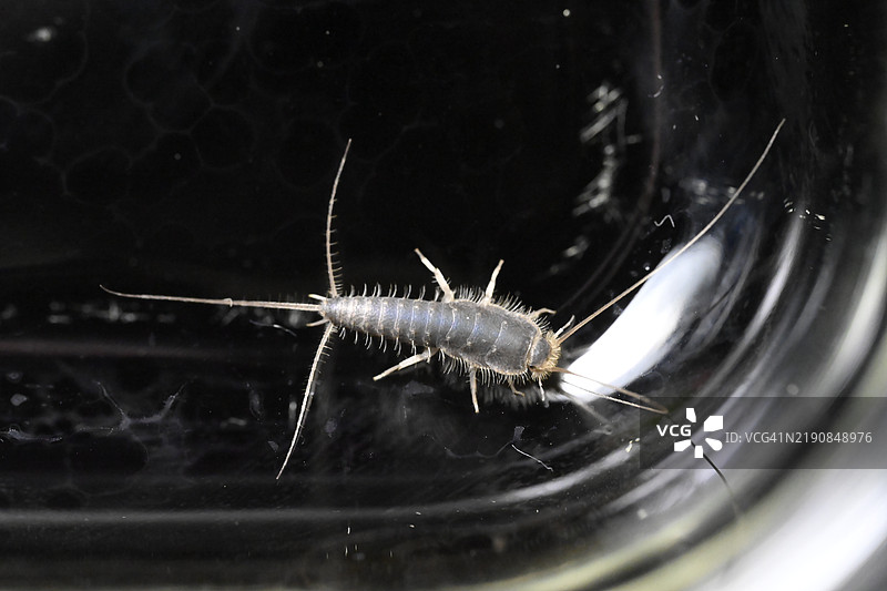 昆虫特写镜头图片素材