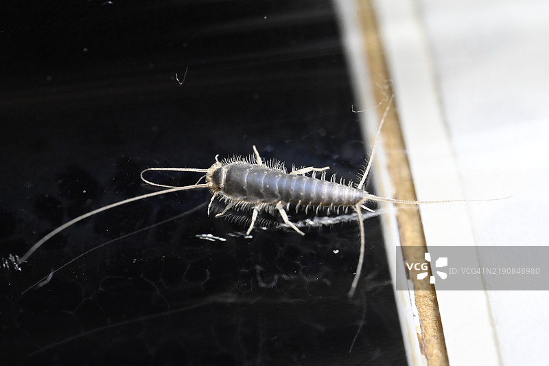 昆虫特写镜头图片素材