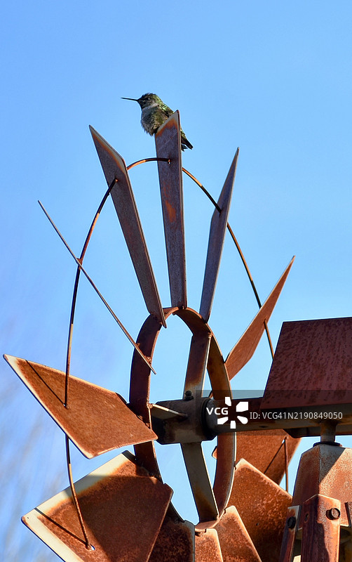 低角度视图的鸟栖息在金属上，背景是晴朗的天空，华盛顿州博塞尔，美国图片素材