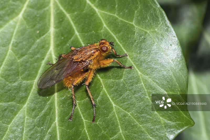 坐在绿色叶子上的粪蝇Scathophaga suilla，朝右看。图片素材