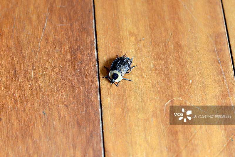 美洲腐尸甲虫图片素材