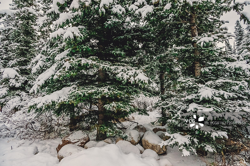 被雪覆盖的松树林图片素材