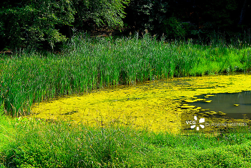 池塘中的有害藻华图片素材