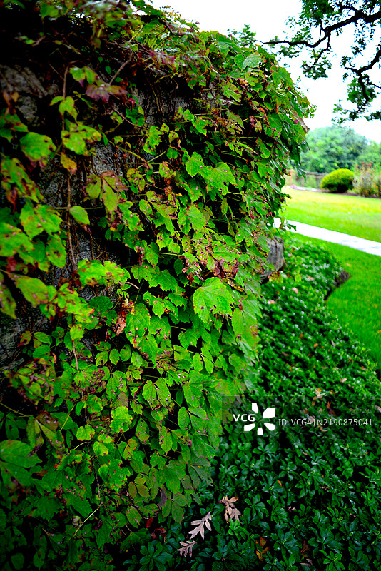 藤蔓在墙上生长图片素材