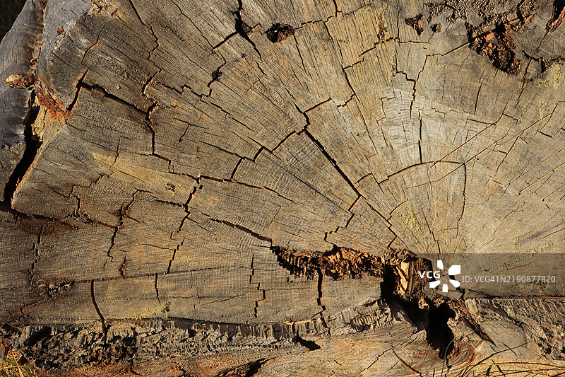 老树干的横截面显示出裂缝和木纹图片素材