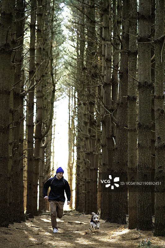 顽皮的梗犬在雪松森林中奔跑图片素材