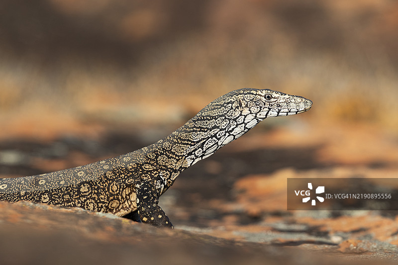 Perentie图片素材