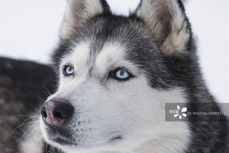 蓝眼睛的西伯利亚哈士奇图片素材