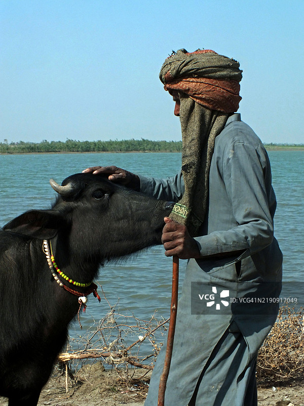 一位牧民在印度河旁边牵着一只小水牛犊。图片素材