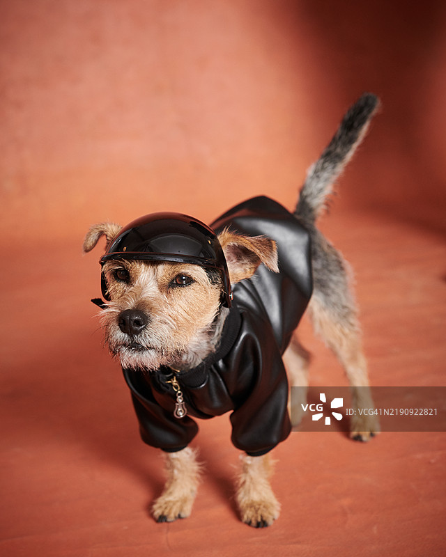 狗的肖像。图片素材