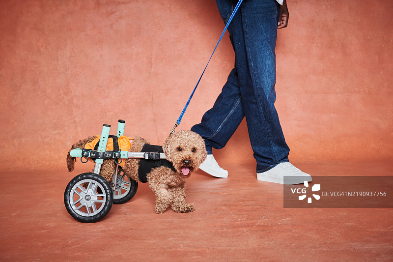 一位老年人与他的宠物狗的肖像图片素材