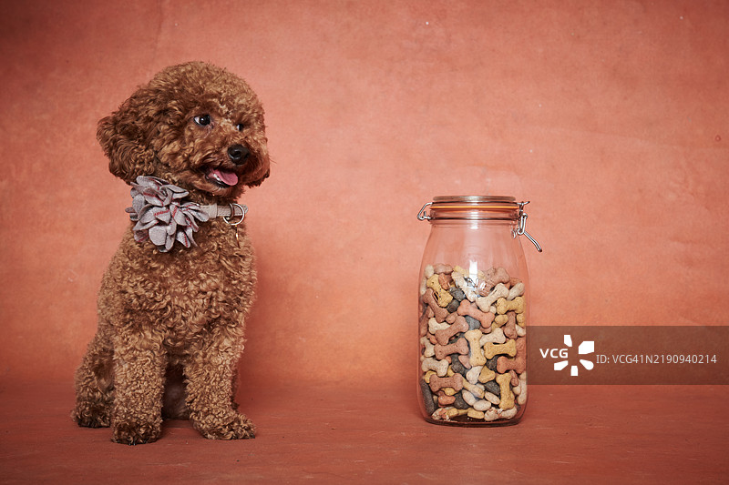 玩具贵宾犬的肖像。图片素材