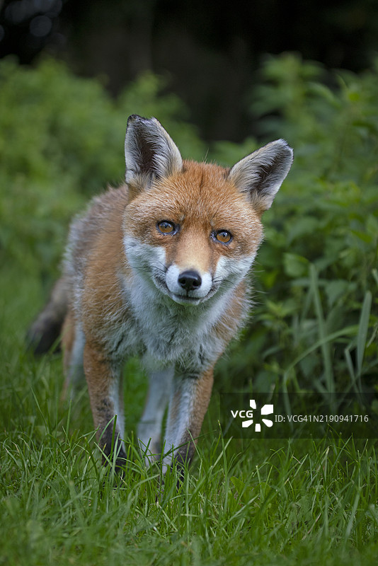 英国的野生红狐图片素材