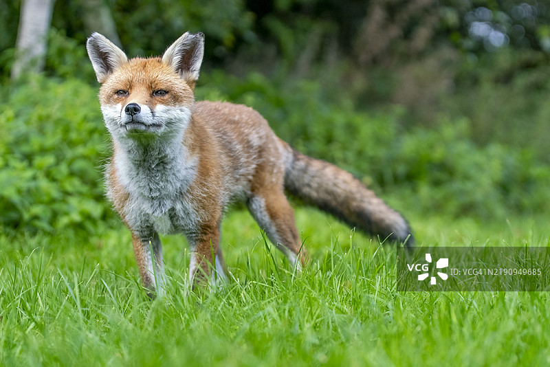 英国的野生红狐图片素材