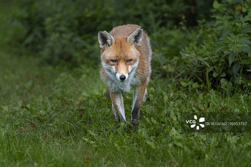 英国的野生红狐图片素材