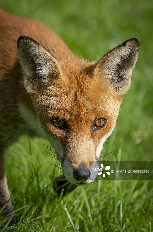 英国的野生红狐图片素材