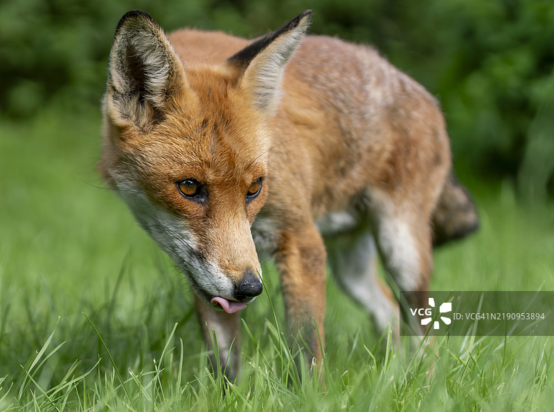英国的野生红狐图片素材