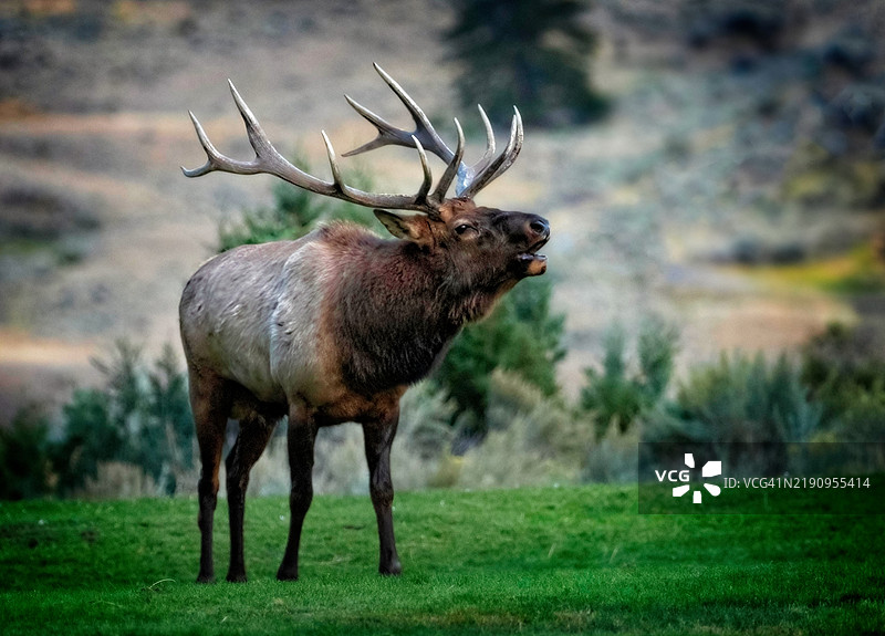 鸣叫的麋鹿图片素材