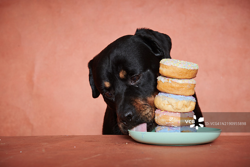 罗威纳犬的肖像。图片素材