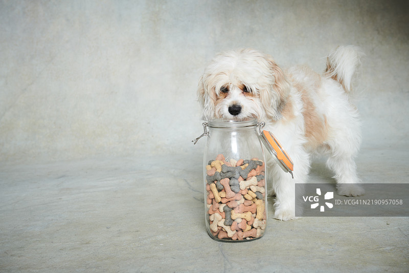 卡瓦雄犬的肖像。图片素材