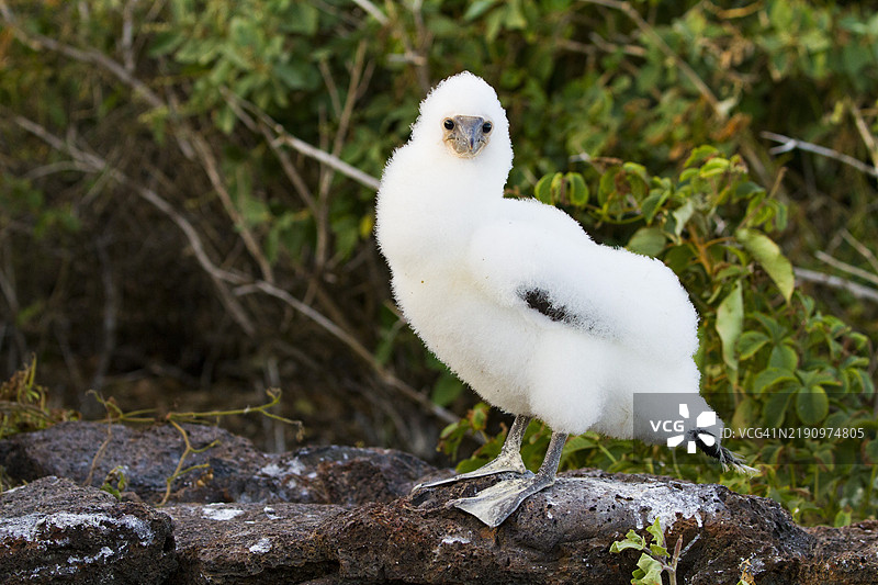 纳斯卡鲣鸟（Sula grantii）在厄瓜多尔加拉帕戈斯群岛的幼鸟，联合国教科文组织世界遗产地，南美洲图片素材