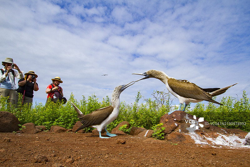 加拉帕戈斯群岛（联合国教科文组织世界遗产）中的蓝脚鲣鸟（Sula nebouxii）求偶行为，厄瓜多尔，南美洲图片素材