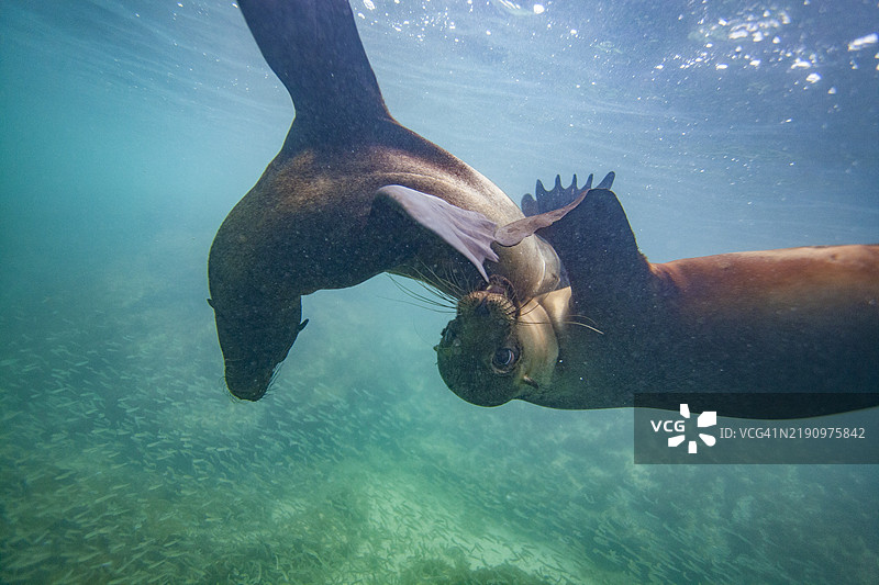 年轻的加拉帕戈斯海狮（Zalophus wollebaeki）在厄瓜多尔加拉帕戈斯群岛的水下嬉戏，联合国教科文组织世界遗产地，南美洲图片素材