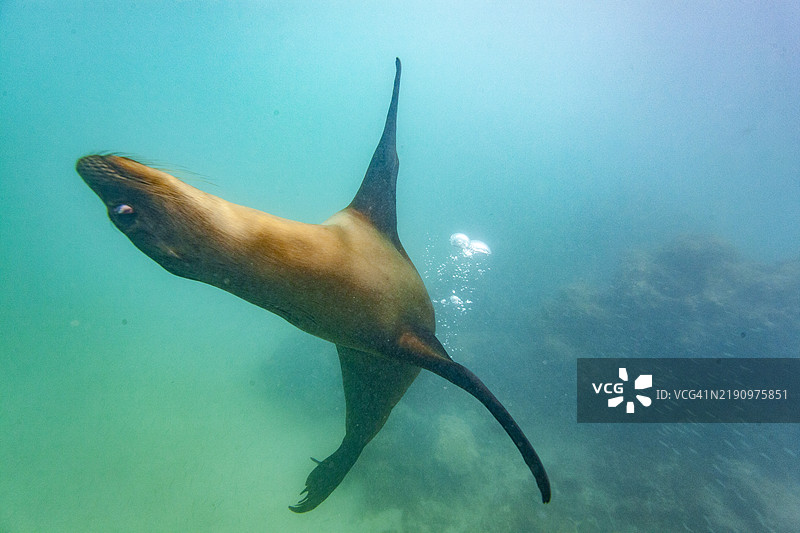 年轻的加拉帕戈斯海狮（Zalophus wollebaeki）在厄瓜多尔加拉帕戈斯群岛的水下玩耍，联合国教科文组织世界遗产地，南美洲图片素材