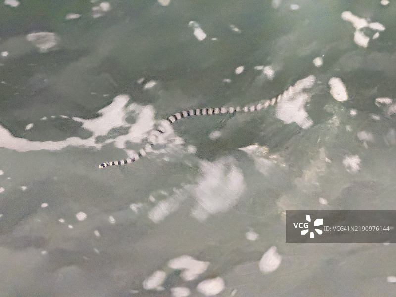 成年黄唇海蛇（Laticauda colubrina），在斐济维提岛的Volivoli度假村夜间活动图片素材