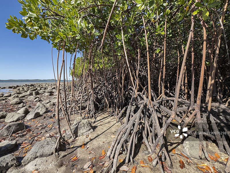 红树植物（Rhizophora mangle），在斐济维提岛Volivoli度假村附近的低潮时分。图片素材
