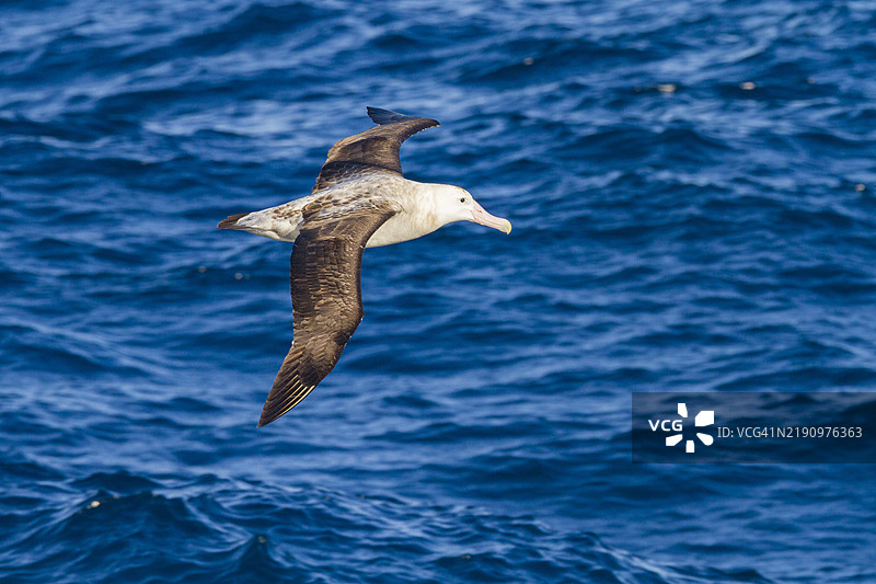 成年流浪信天翁（Diomedea exulans）在南大西洋特里斯坦-达库尼亚群岛附近飞行图片素材