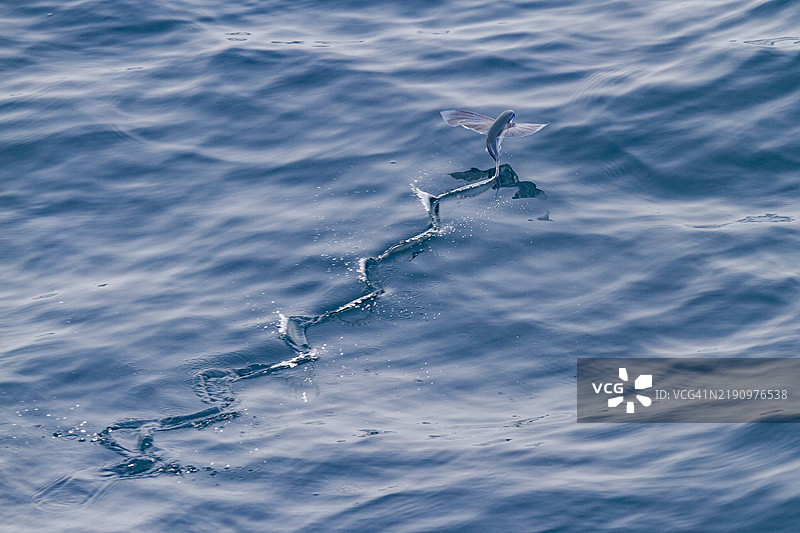 来自飞鱼科（Exocoetidae）的飞鱼在南大西洋的阿森松岛附近被船只惊起，腾空而起。图片素材