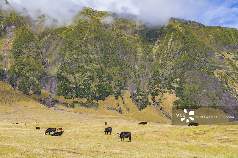 特里斯坦-达库尼亚的土豆田景观，这是地球上最偏远的有人居住地点，位于南大西洋的特里斯坦-达库尼亚。图片素材