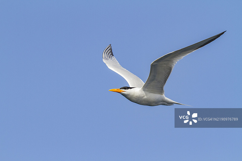 成年皇家燕鸥（Thalasseus maximus albididorsalis）在塞内加尔西非的萨卢姆三角洲国家公园鸟岛繁殖地飞翔，联合国教科文组织世界遗产地。图片素材
