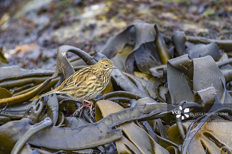 南乔治亚岛南乔治亚鹨（Anthus antarcticus）在低潮时在普里昂岛觅食，位于南乔治亚，极地地区图片素材