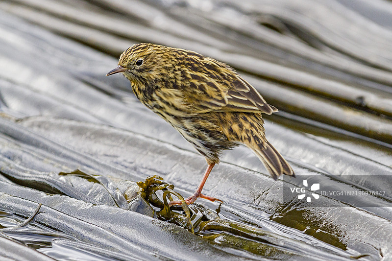 南乔治亚岛南乔治亚鹨（Anthus antarcticus）在低潮时在普里昂岛觅食，位于南乔治亚，极地地区图片素材