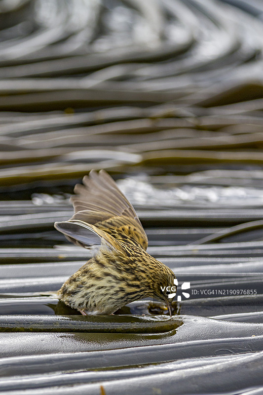 南乔治亚岛南乔治亚鹨（Anthus antarcticus）在低潮时在普里昂岛觅食，位于南乔治亚，极地地区图片素材