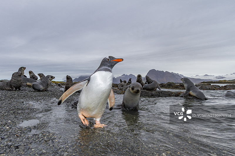 南极毛皮海豹幼崽（Arctocephalus gazella）在南乔治亚岛的岛湾普里昂岛上图片素材