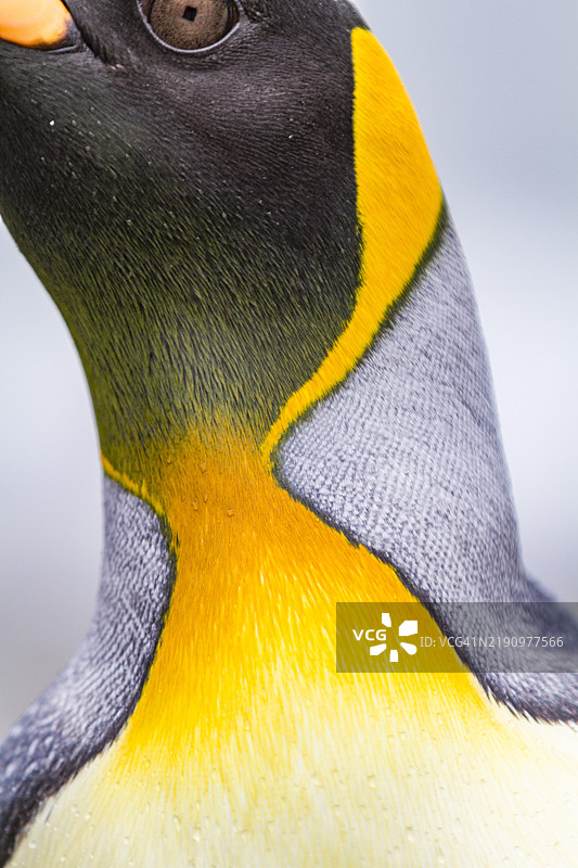 南极地区乔治亚岛圣安德鲁湾的国王企鹅（Aptenodytes patagonicus）繁殖和筑巢群落细节图片素材